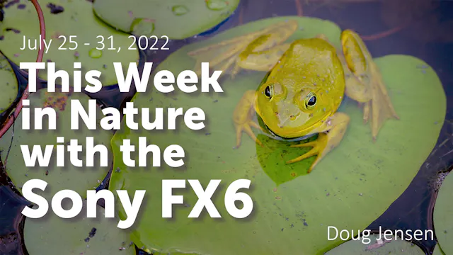 Sony FX6: This Week In Nature (4K)