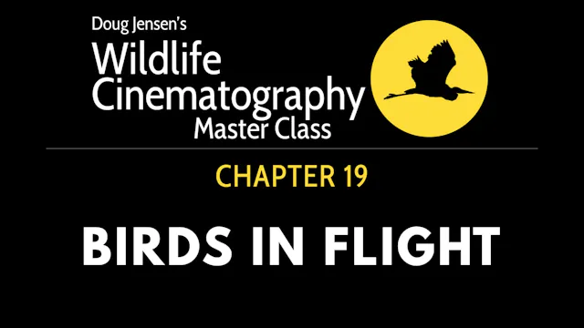 WILDLIFE CHAPTER 19:  BIRDS IN FLIGHT