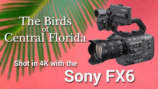 Birds of Central Florida - Shot with Sony FX6