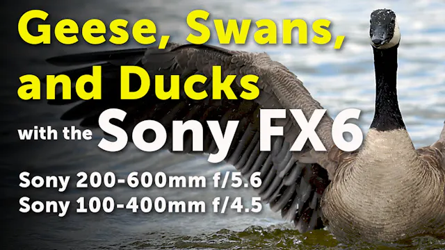 Sony FX6: Geese, Swans, and Ducks (4K)