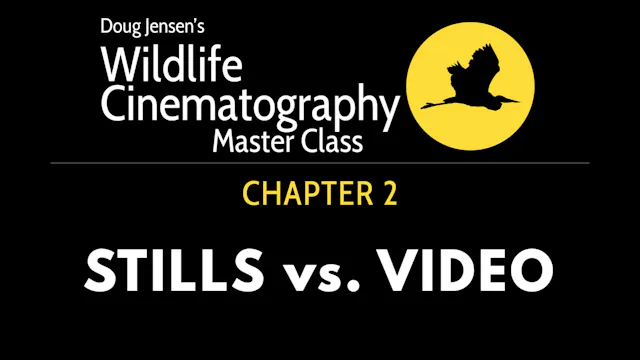 WILDLIFE CHAPTER 2:  STILLS vs. VIDEO