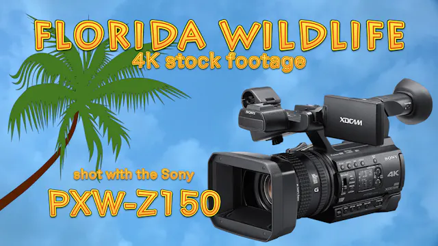 Florida Wildlife 4K Stock Footage shot with the Sony PXW-Z150