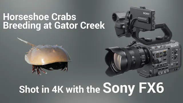 Horseshoe Crabs with the Sony FX6