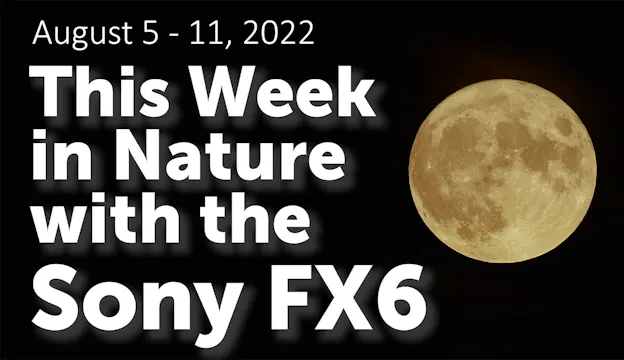 Sony FX6: This Week In Nature #2 (4K)