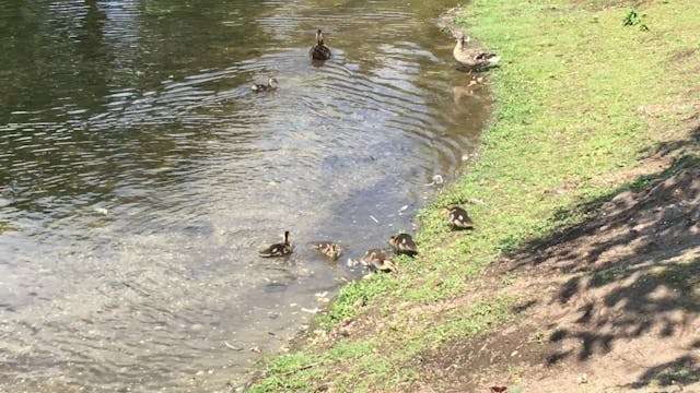 Heckscher Park Resting Ducks