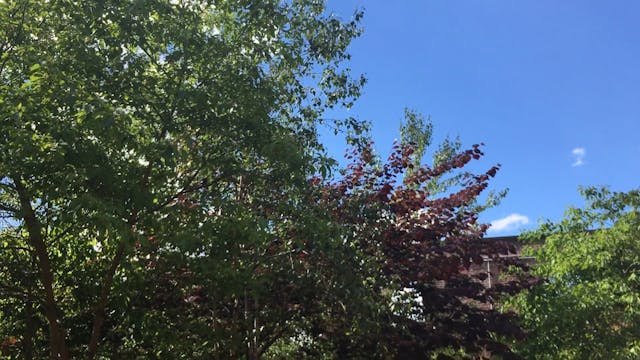 The Max Family Garden, sky and trees