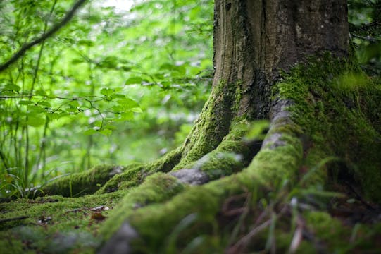 Nature Forest