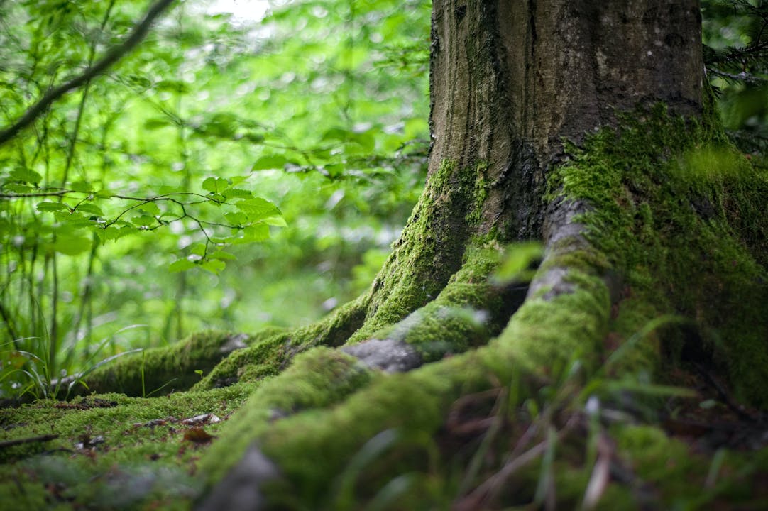 Nature Forest