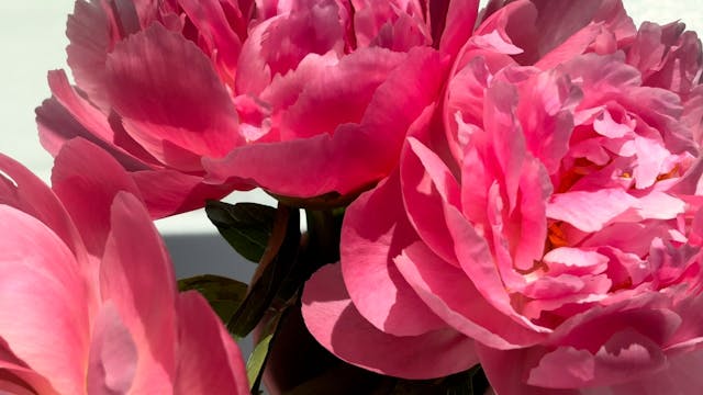peonies-19s-4K-59FPS-HEVC-iPhone-15-2...
