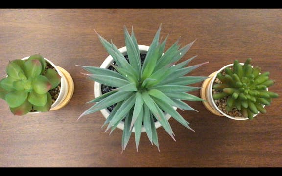 Fake plants, 4k, DRM