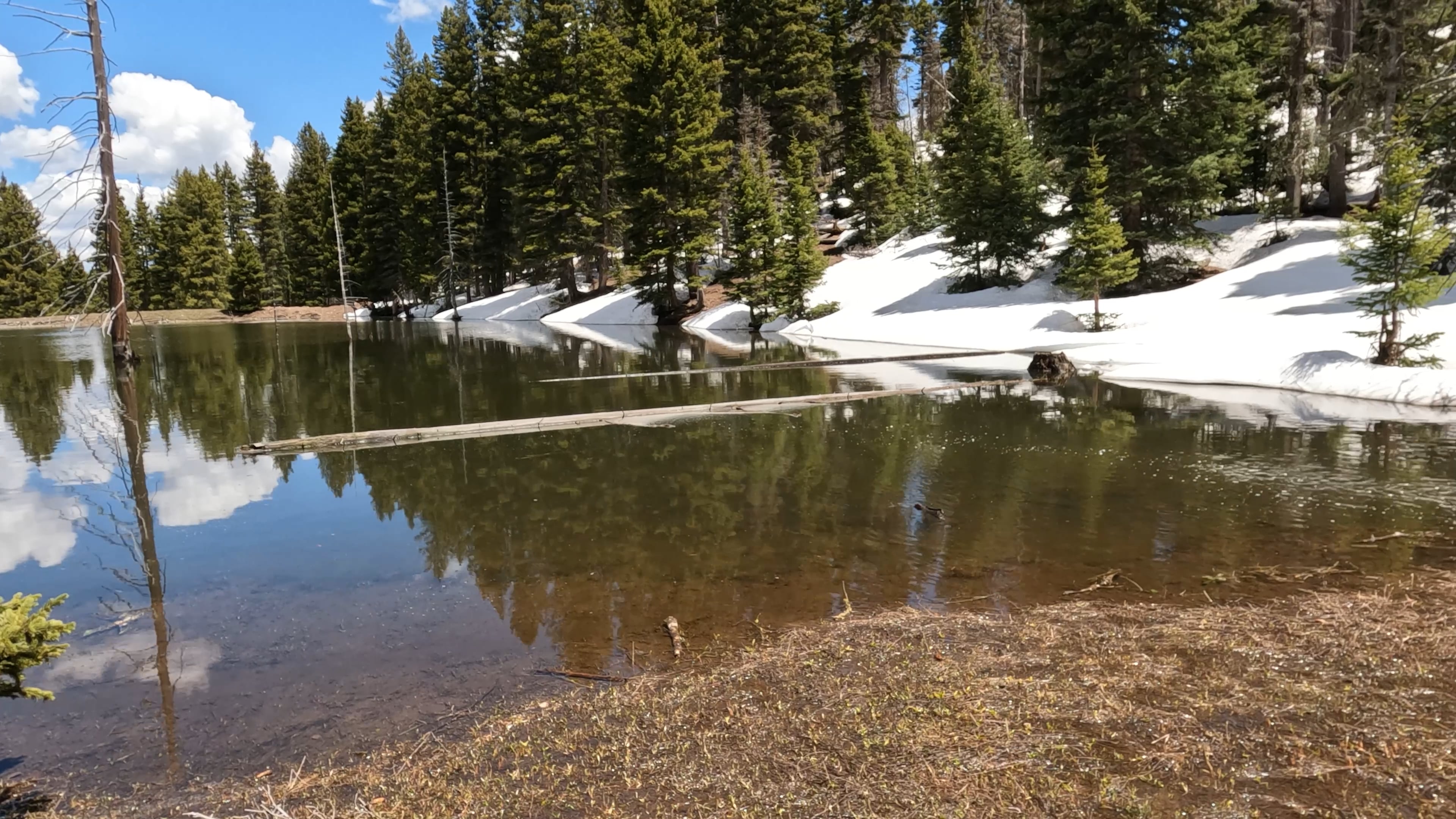 Pine Tree Pond Trailer