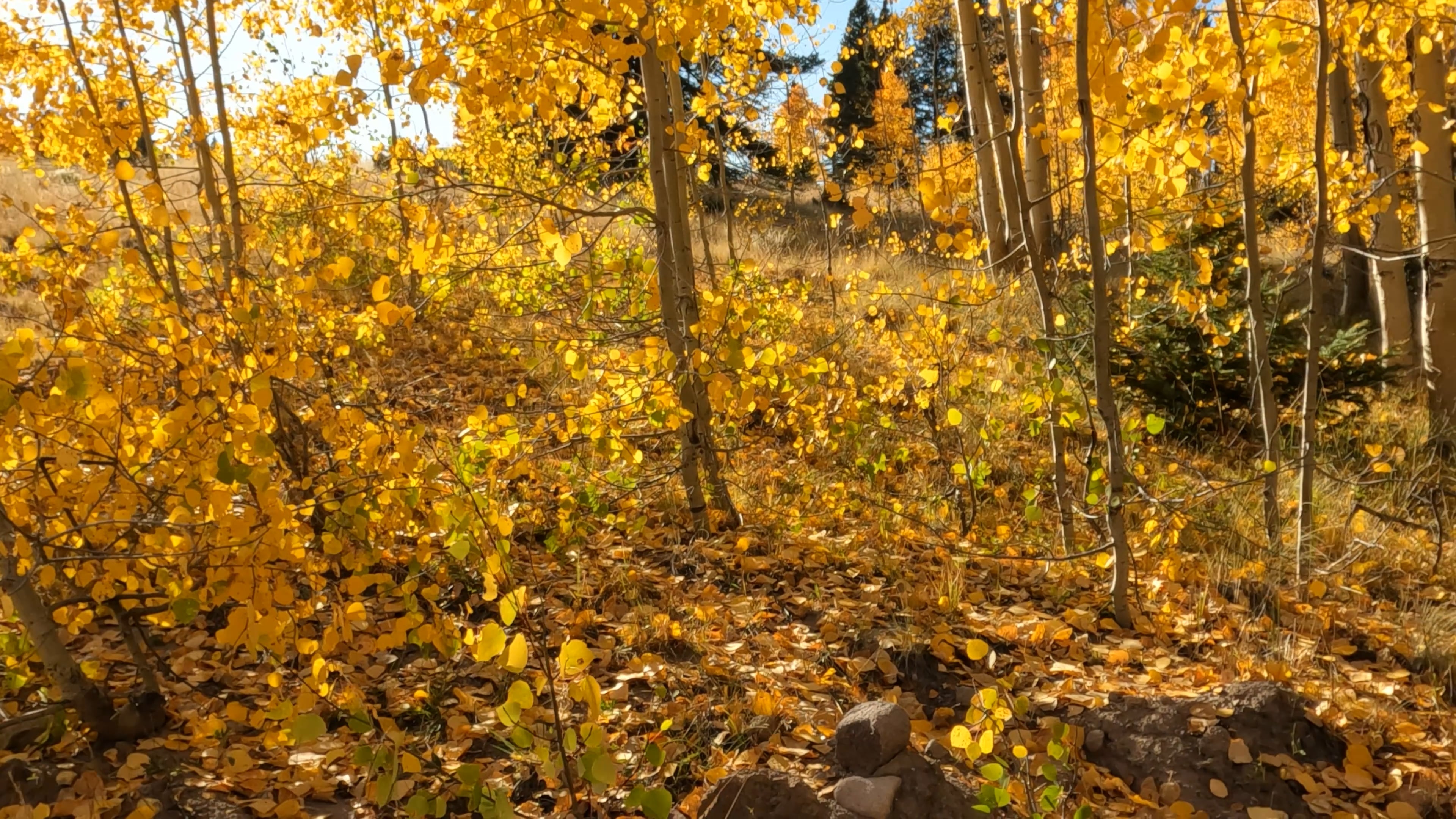 An Evening with Aspens Trailer