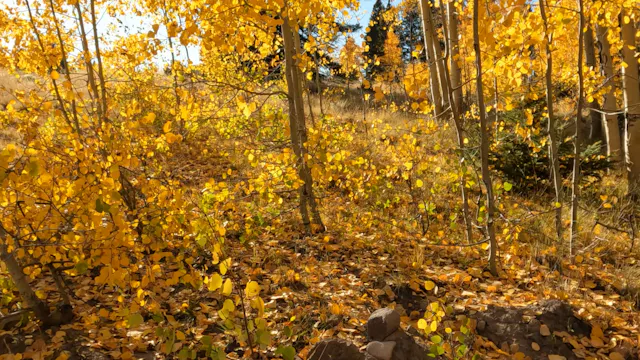 An Evening with Aspens Trailer