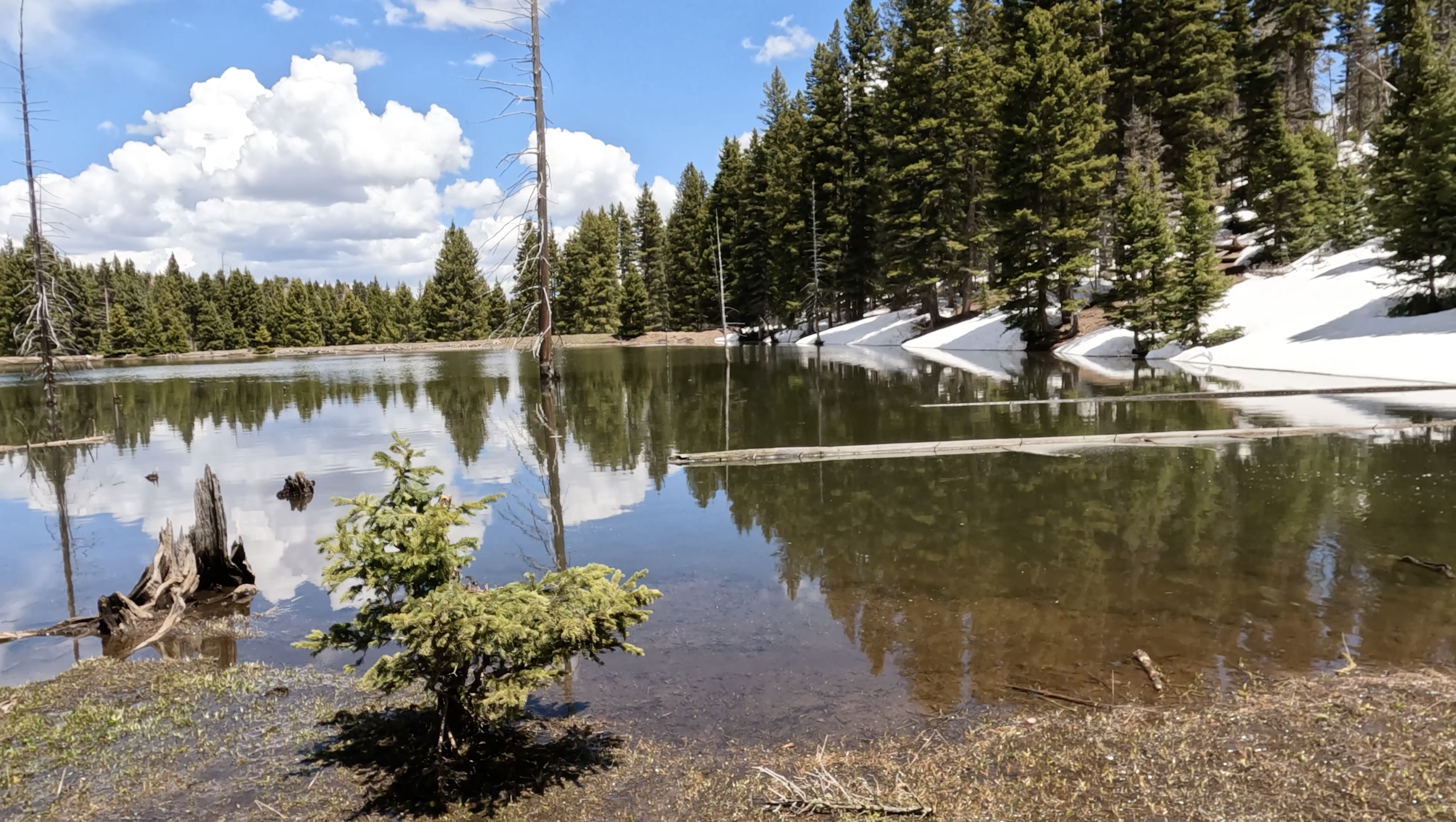 Pine Tree Pond