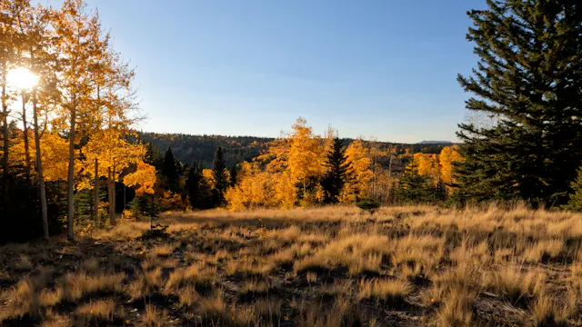 An Evening with Aspens
