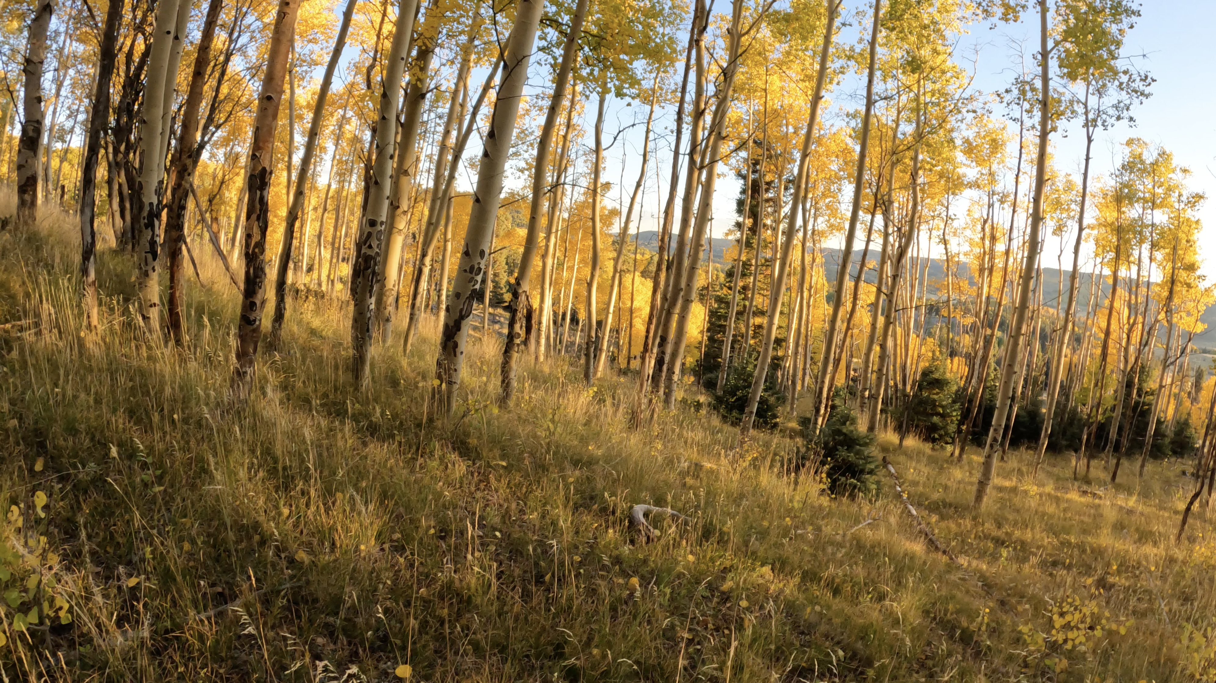 Trees of Gold
