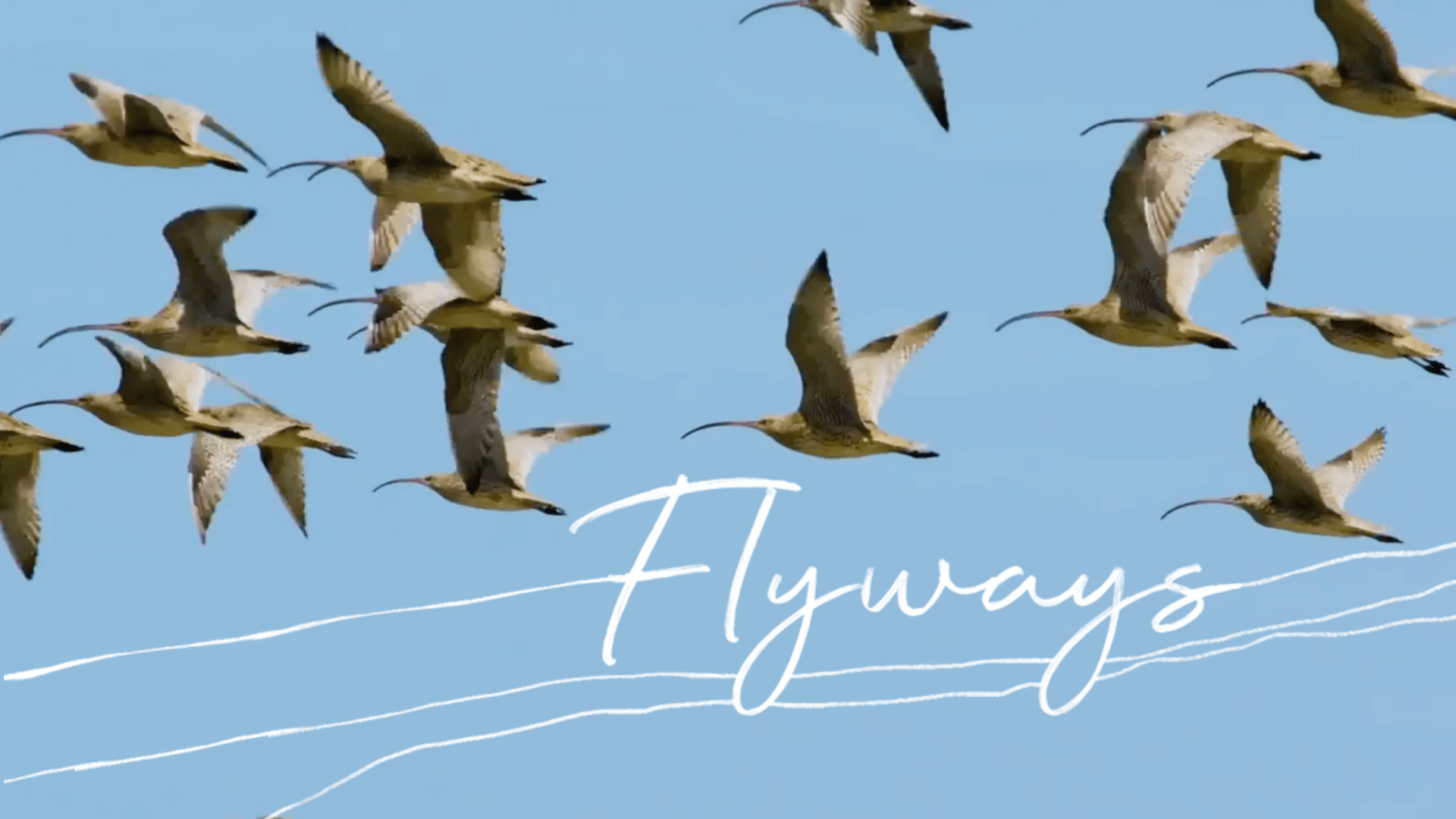 Flyways