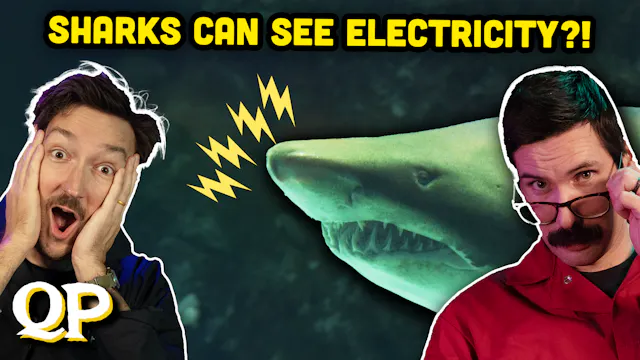Sharks Can See Electricity?!