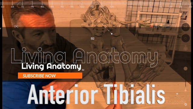 Anterior Tibialis Trailer - Living An...
