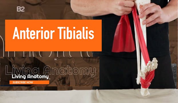 Tibialis Anterior Living Anatomy 2