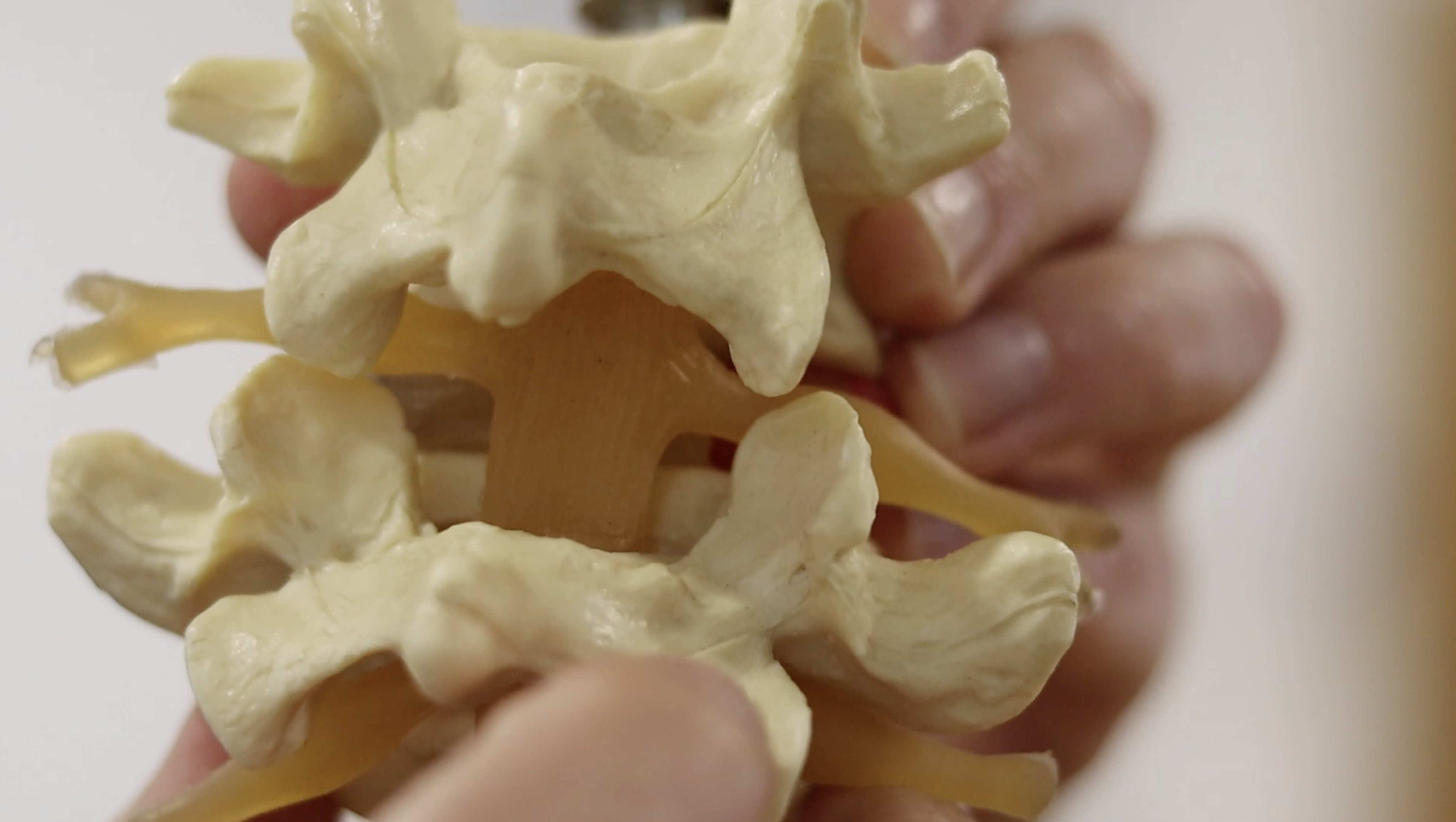 Corrective Manual Therapy Collection