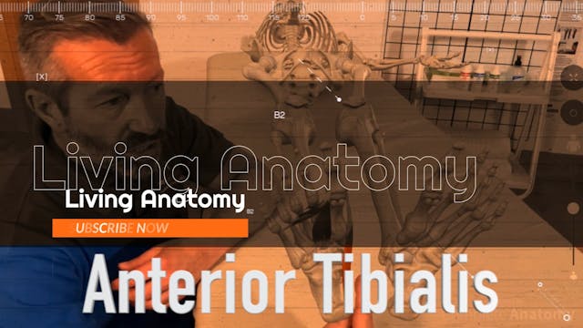 Tibialis Anterior Living Anatomy 2
