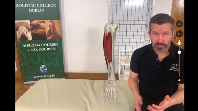 Shin Splints Anatomy