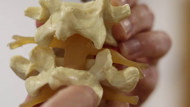 Thoracic Facet A&P '24