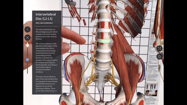 Hip flexors & back pain