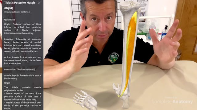 Ankle A&P review for Talar Dysfunction