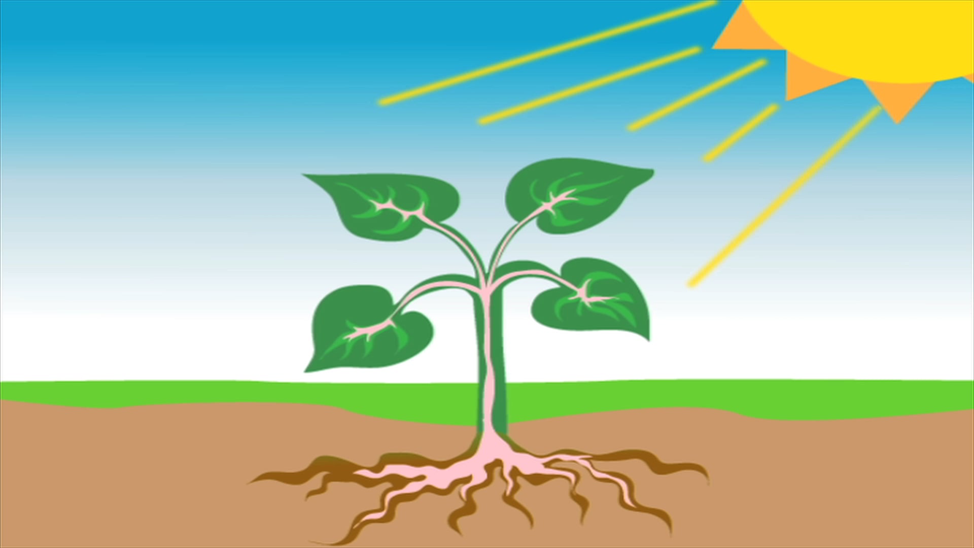 How Plants Make Food