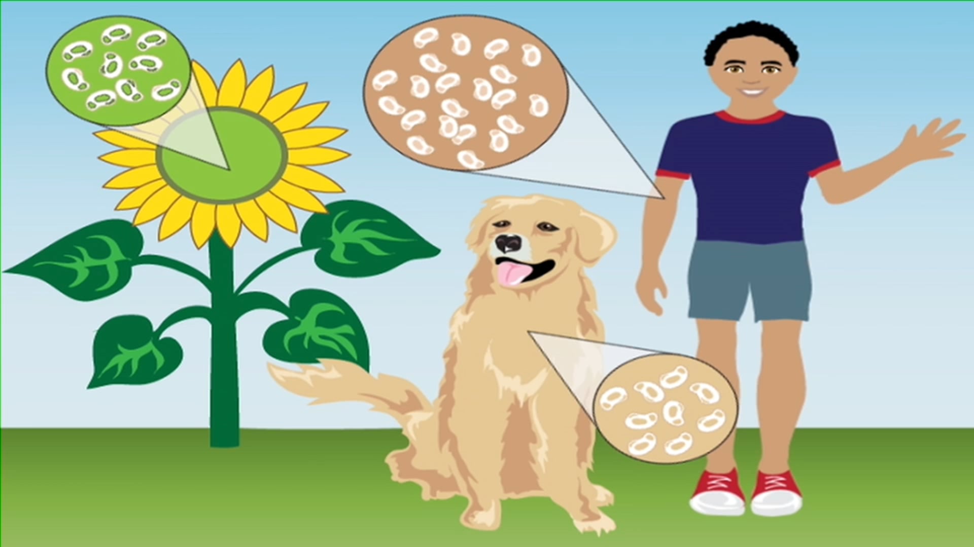 ANIMALS ARE MADE OF CELLS