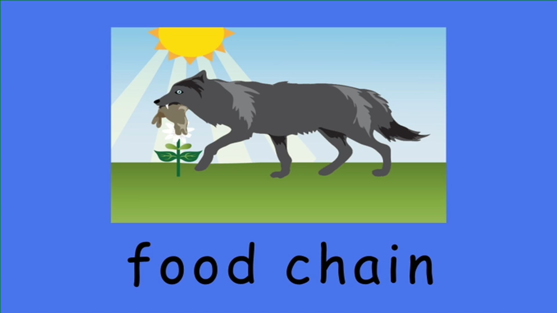 FOOD CHAIN