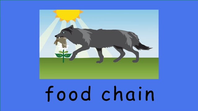 FOOD CHAIN