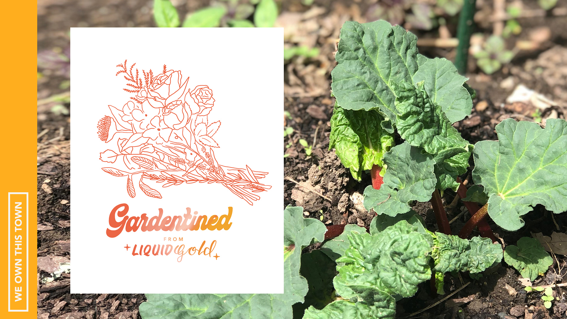 Gardentined: Rhubarb and the Old Cuban