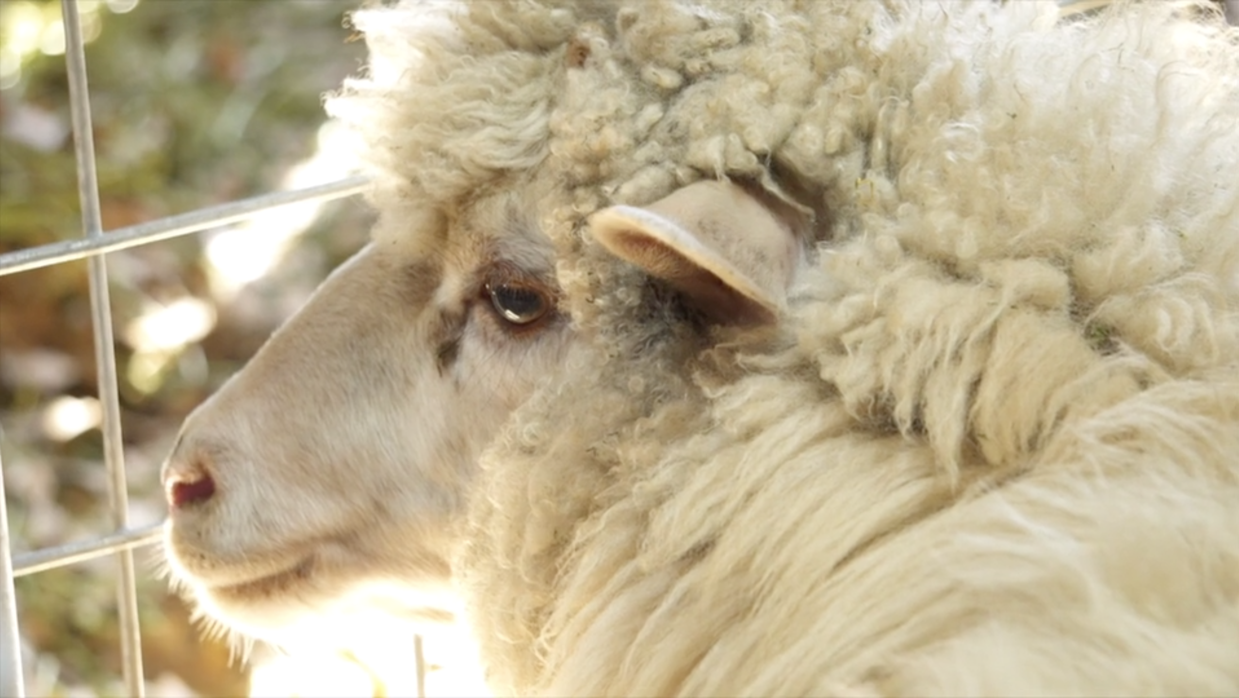 The Shearer & the Darby Ram