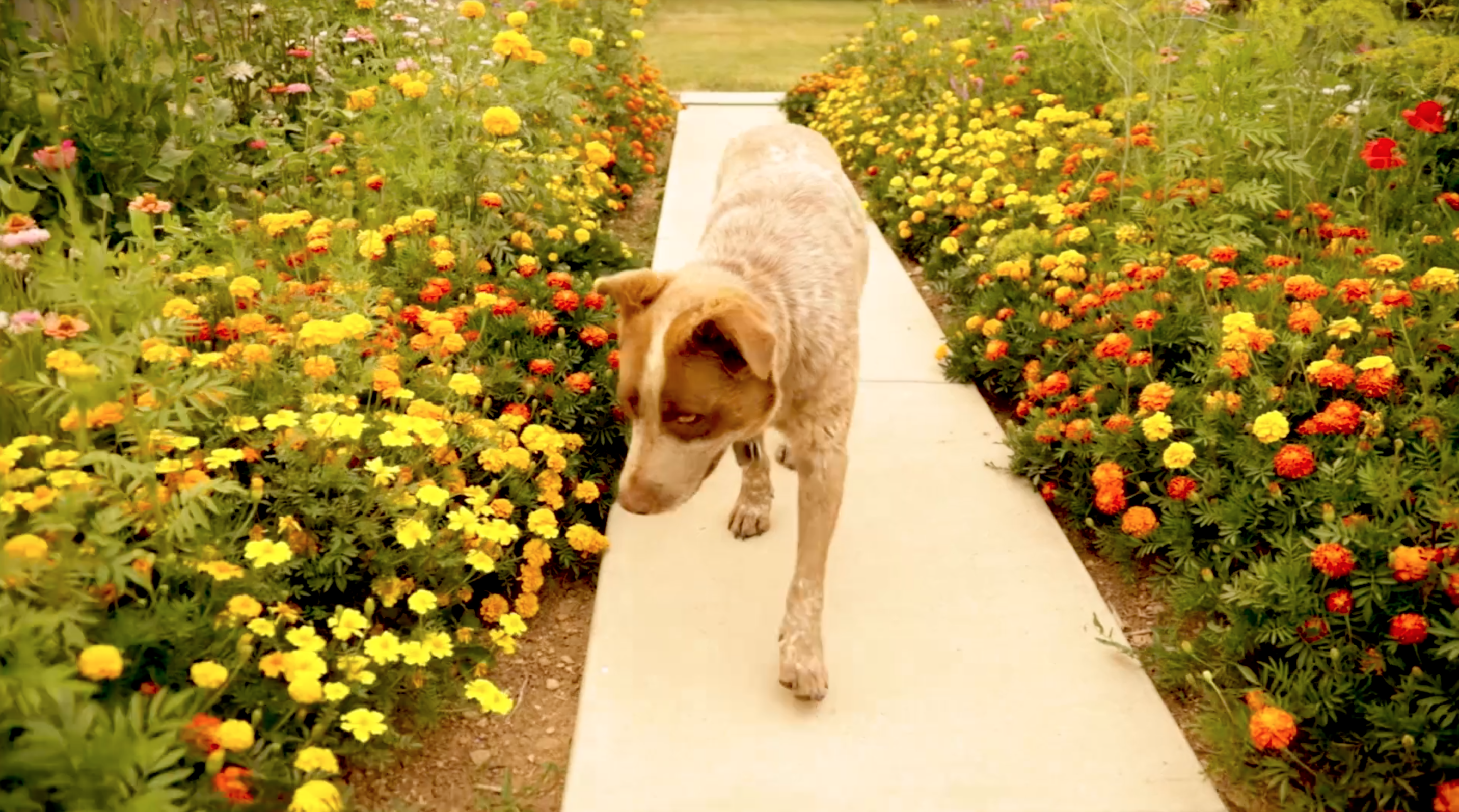 Hedge Your Bets My Wild Domestic