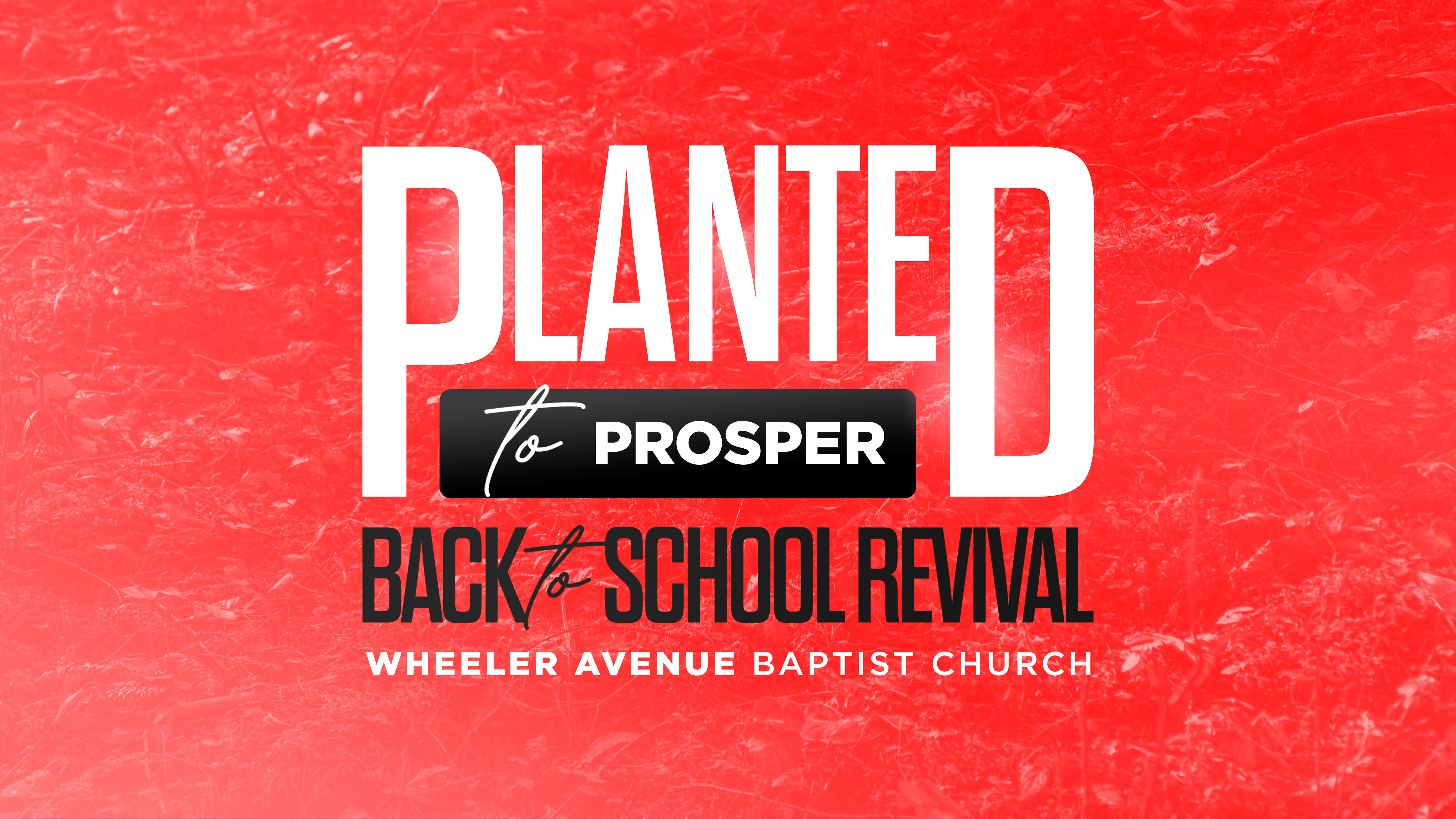 Planted to Prosper | August 7, 2025