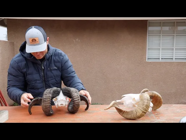 HOW TO CLEAN CURLY HORN RAMS