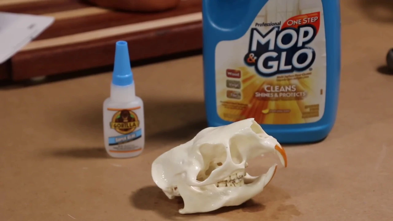 HOW TO CLEAN A PORCUPINE SKULL  