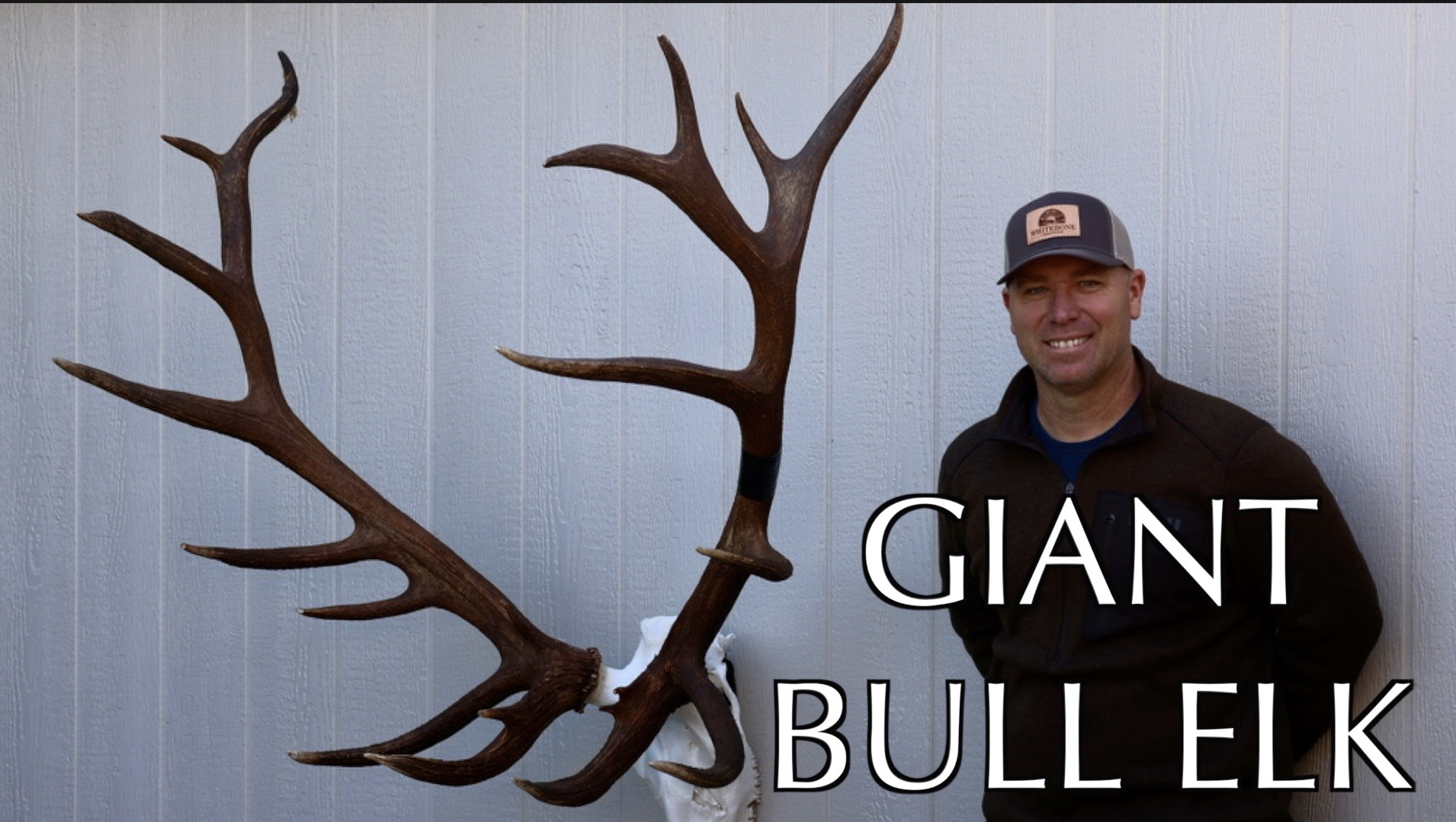 GIGANTIC BULL ON THE DEAD ON DISPLAY MOUNT