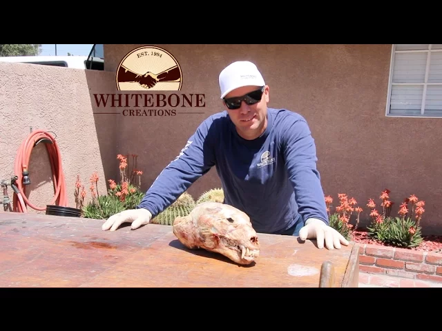 20 YEAR OLD FROZEN BEAR SKULL 