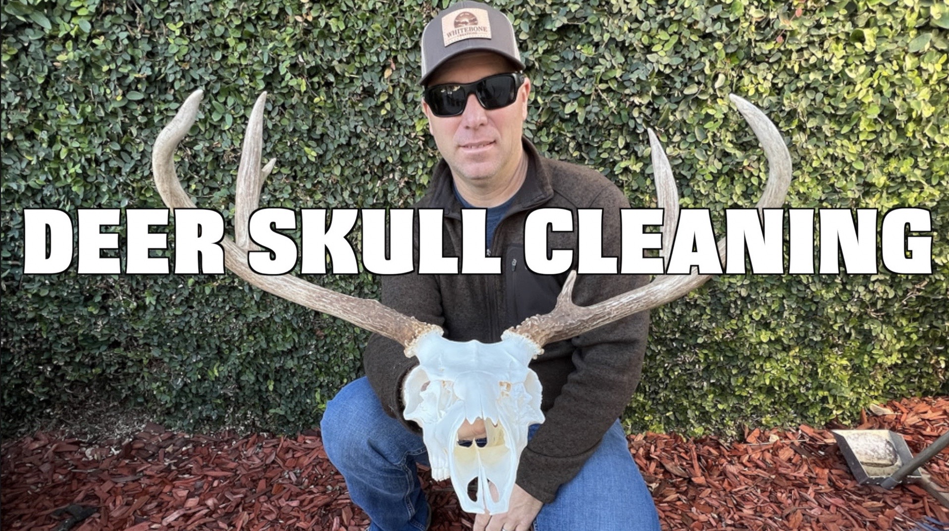 HOW TO CLEAN A DEER SKULL NASAL CONVERSATION