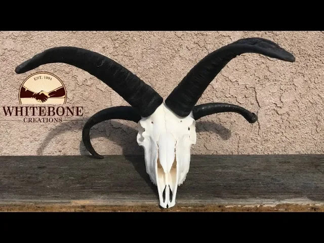 HOW TO CLEAN A FOUR HORN RAM SKULL 'JACOBS SHEEP'