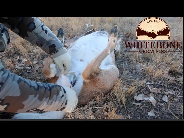 HOW TO PROPERLY GUT A DEER ( FIELD DRESSING 101)