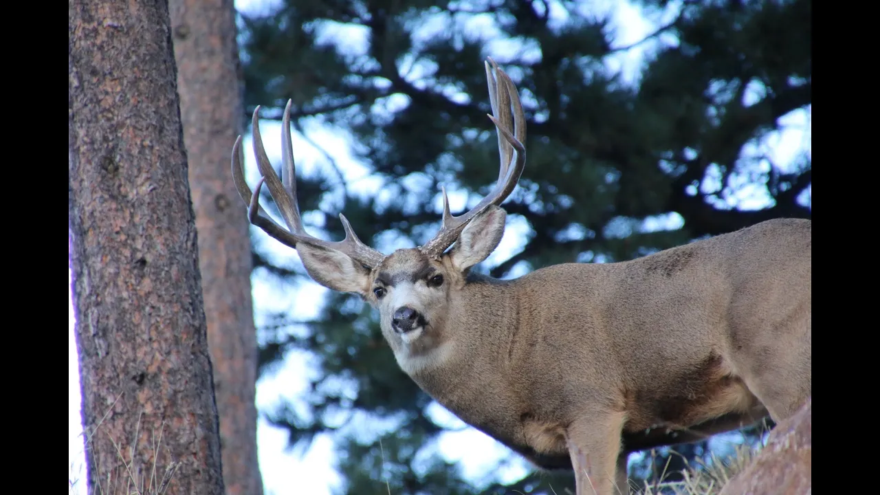 CALIFORNIA DEER HUNT X-12 TAG SOUP