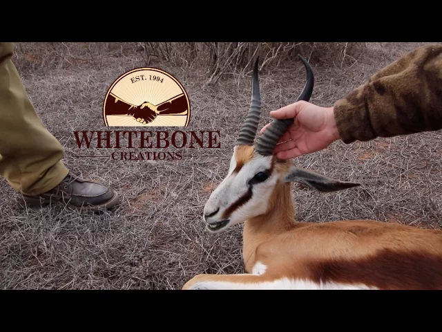 AFRICA SPRINGBOK HUNT DAY 6 & 7