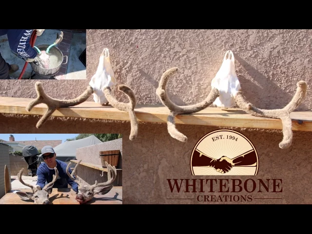 HOW TO SKULL CLEAN VELVET BUCKS 