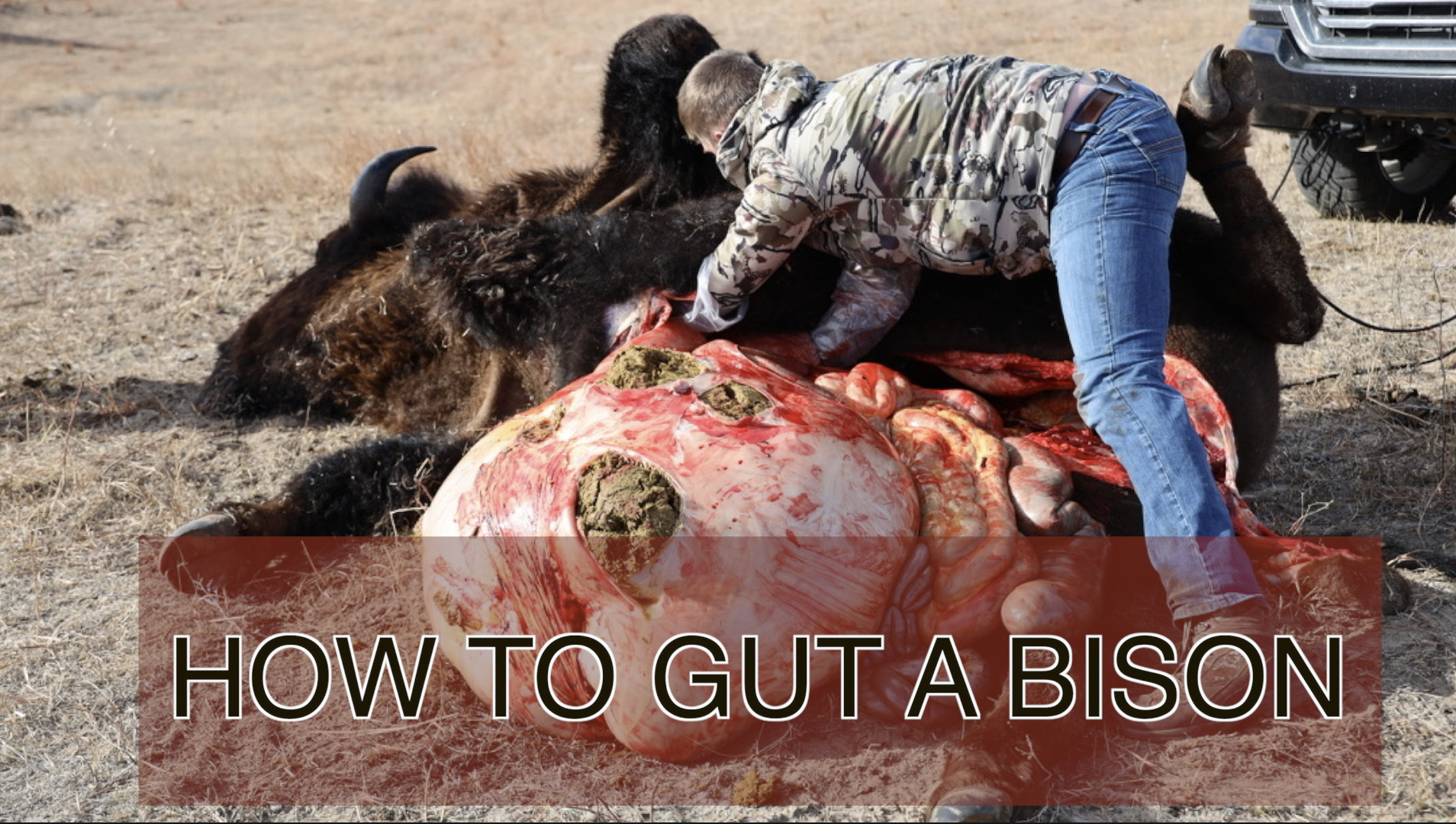 HOW TO GUT A BISON 