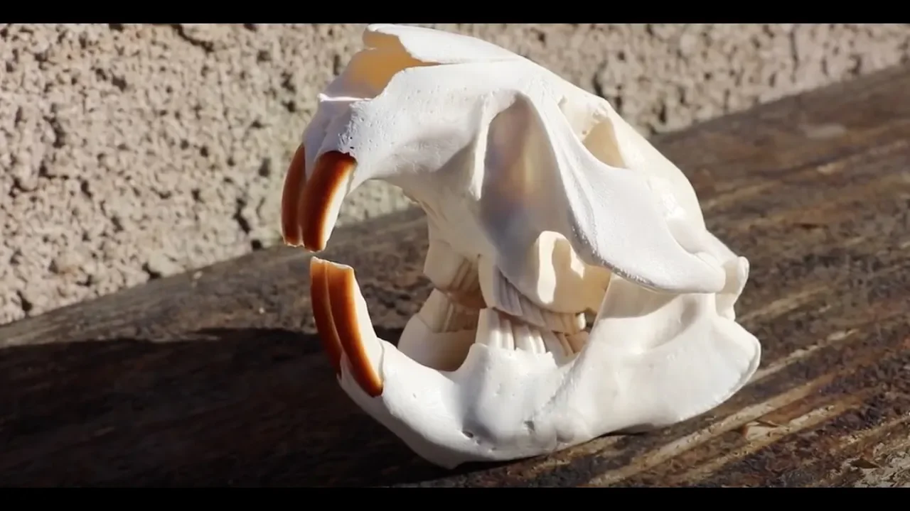 HOW TO CLEAN A BEAVER SKULL IN A CROCK POT  